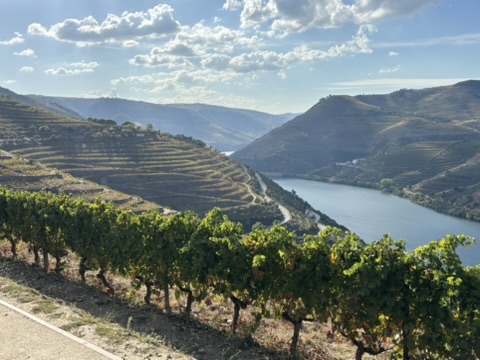 Vines above a bend in the Douro river, terraced hills beyond
