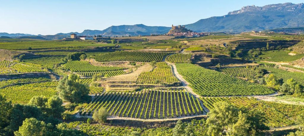 Vineyards of La Rioja