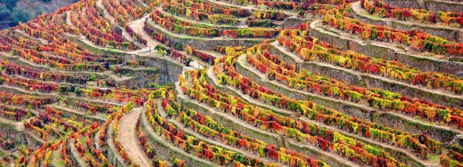 Terraced vineyards above Pinhão in the Douro Valley