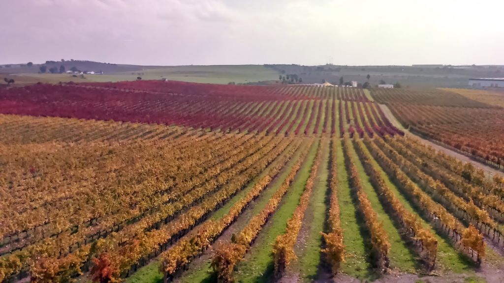 Green-wine country in the Minho