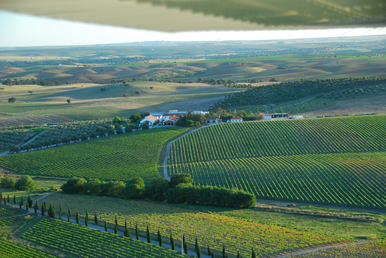 Vines at Cortes de Cima under an Alentejo sky