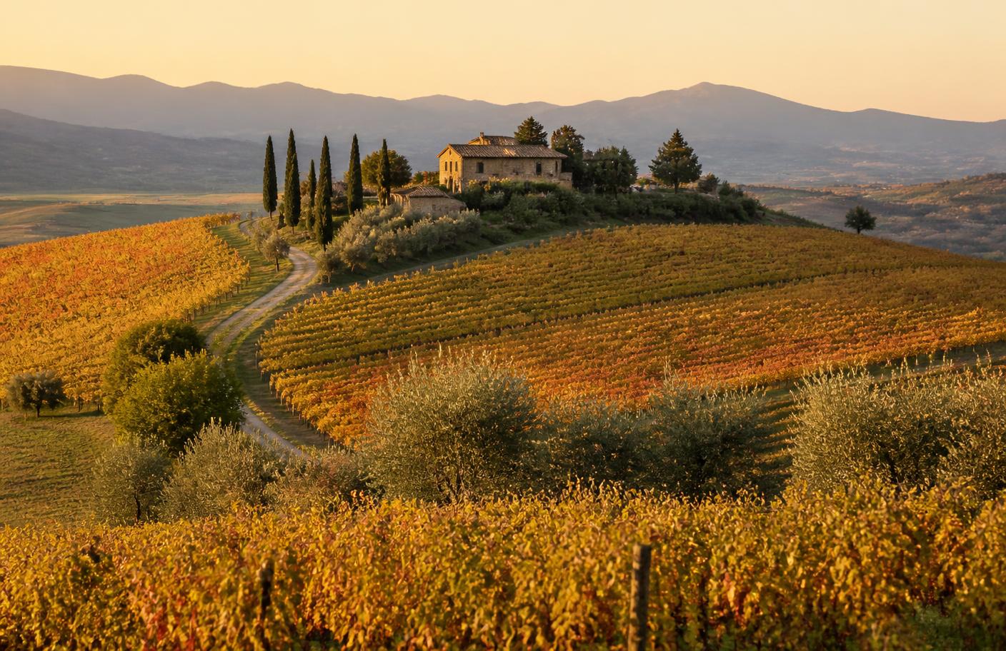 Vineyard hills and cypress trees in Tuscany at golden hour